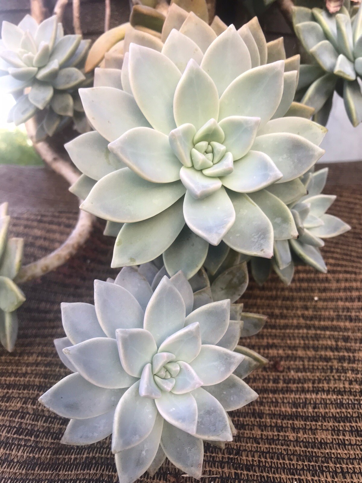 Leave Cuttings 30+ Graptopetalum Ghost Plant Large Succulent Cactus. Free Ship