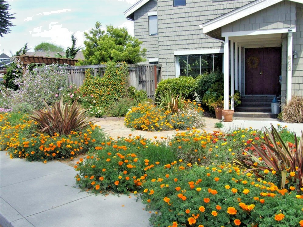 501+ORANGE CALIFORNIA POPPY Seeds Native Wildflower Container Flower Garden