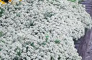 Iberis sempervirens Snow White 1,000 seeds