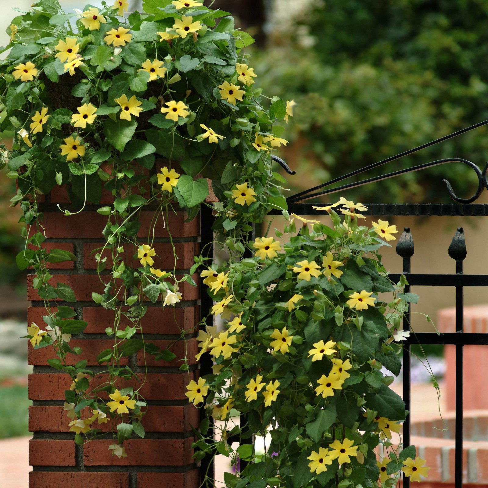 200 Seeds Thunbergia Seeds – Yellow Black Eyed Susan Vine Flower Seed