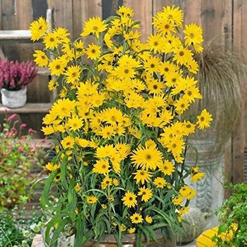 Giant Maximillian Sunflower Seeds – 500+ Seeds for Planting