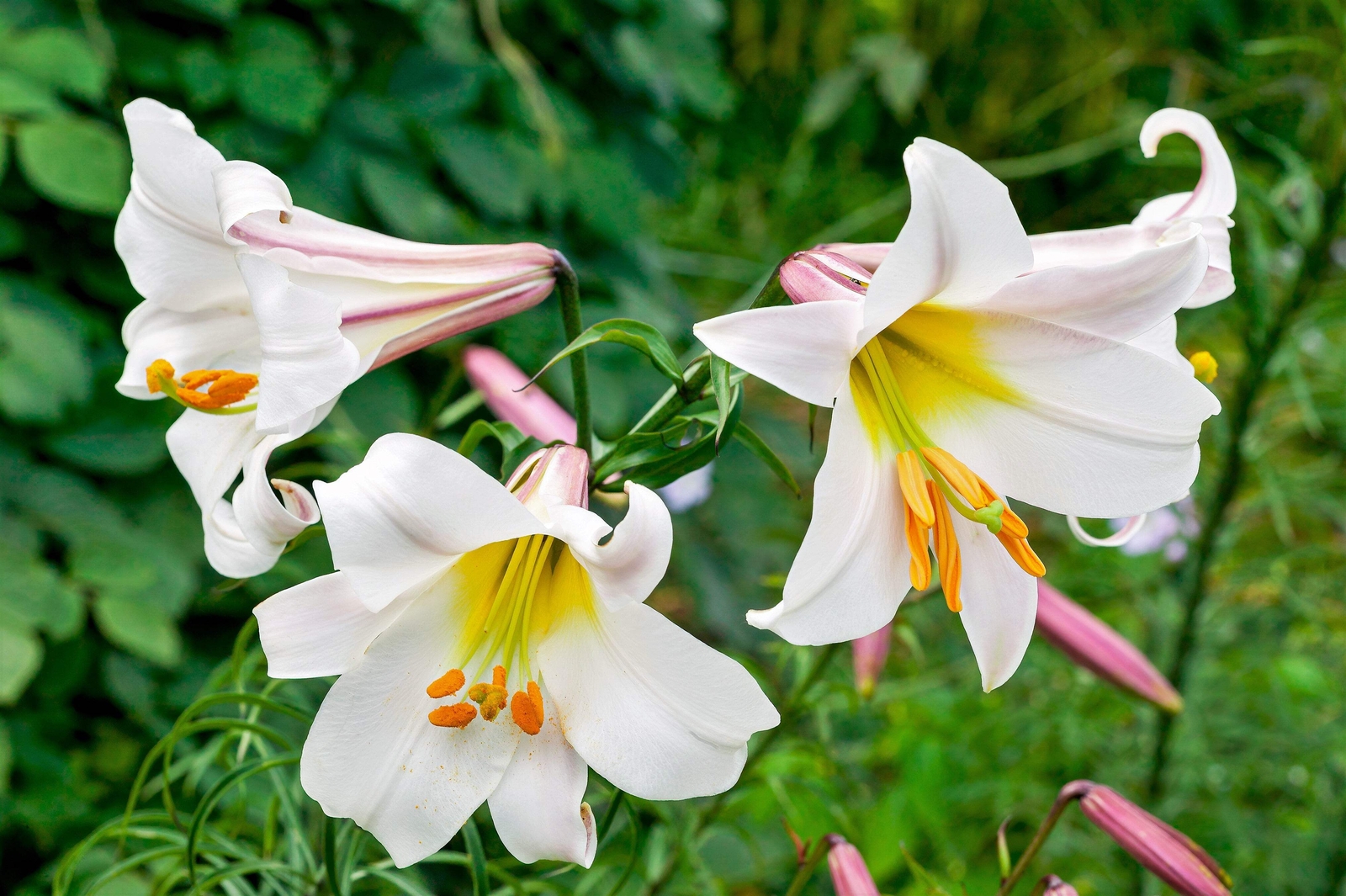 10 REGAL TRUMPET LILY Royal King’s Lilium Regale White Pink Yellow Flower Seeds