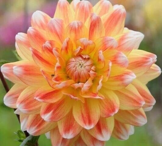 1 “Peaches and Cream” Dinnerplate Dahlia – Large Bulb Size #1