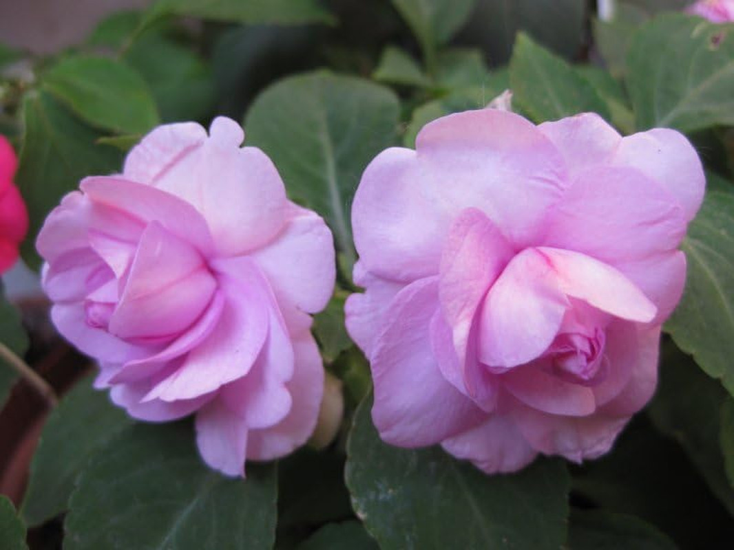 Seeds Garden Balsam 50+ Seeds to Grow Impatiens Balsamina Double Impatiens Annua