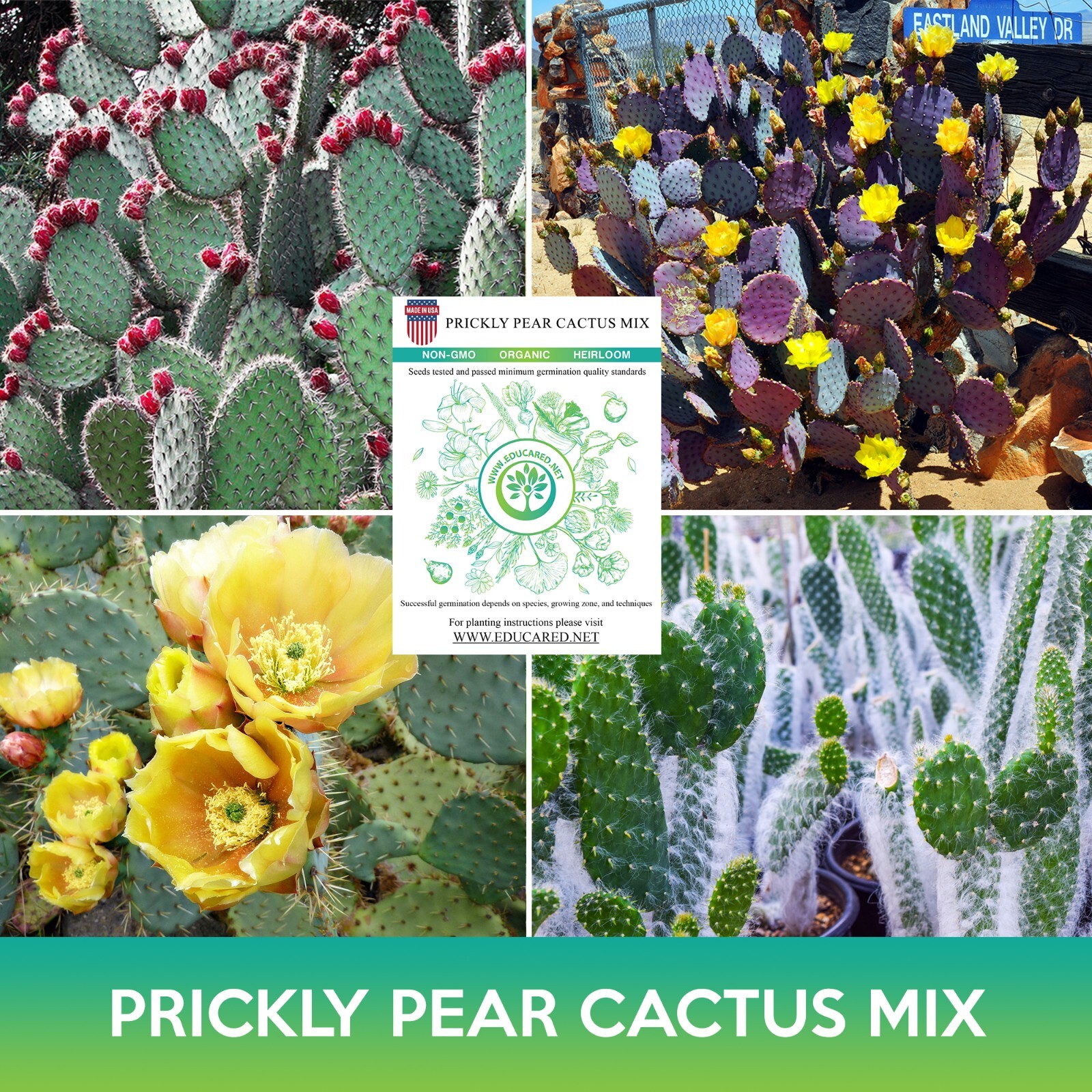 Prickly Pear Cactus Mix Seeds, Opuntia