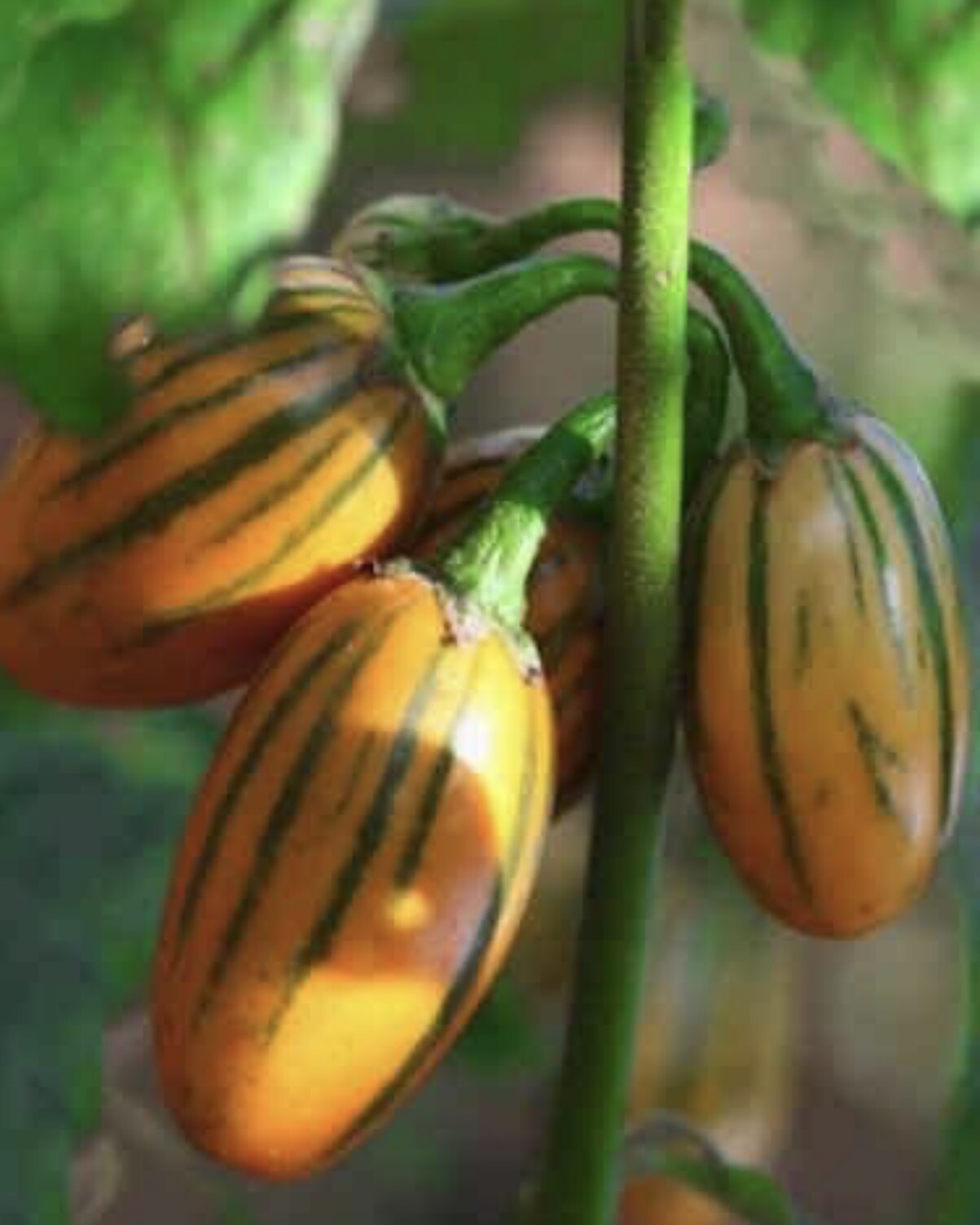 Striped Togo Eggplant Seeds | Heirloom | Organic | Rare Variety | Aubergine