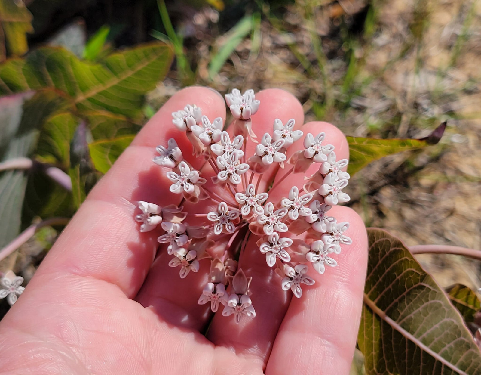 5+ Pinewoods Milkweed Seeds | Asclepias Humistrata | Sandhill | Florida Native