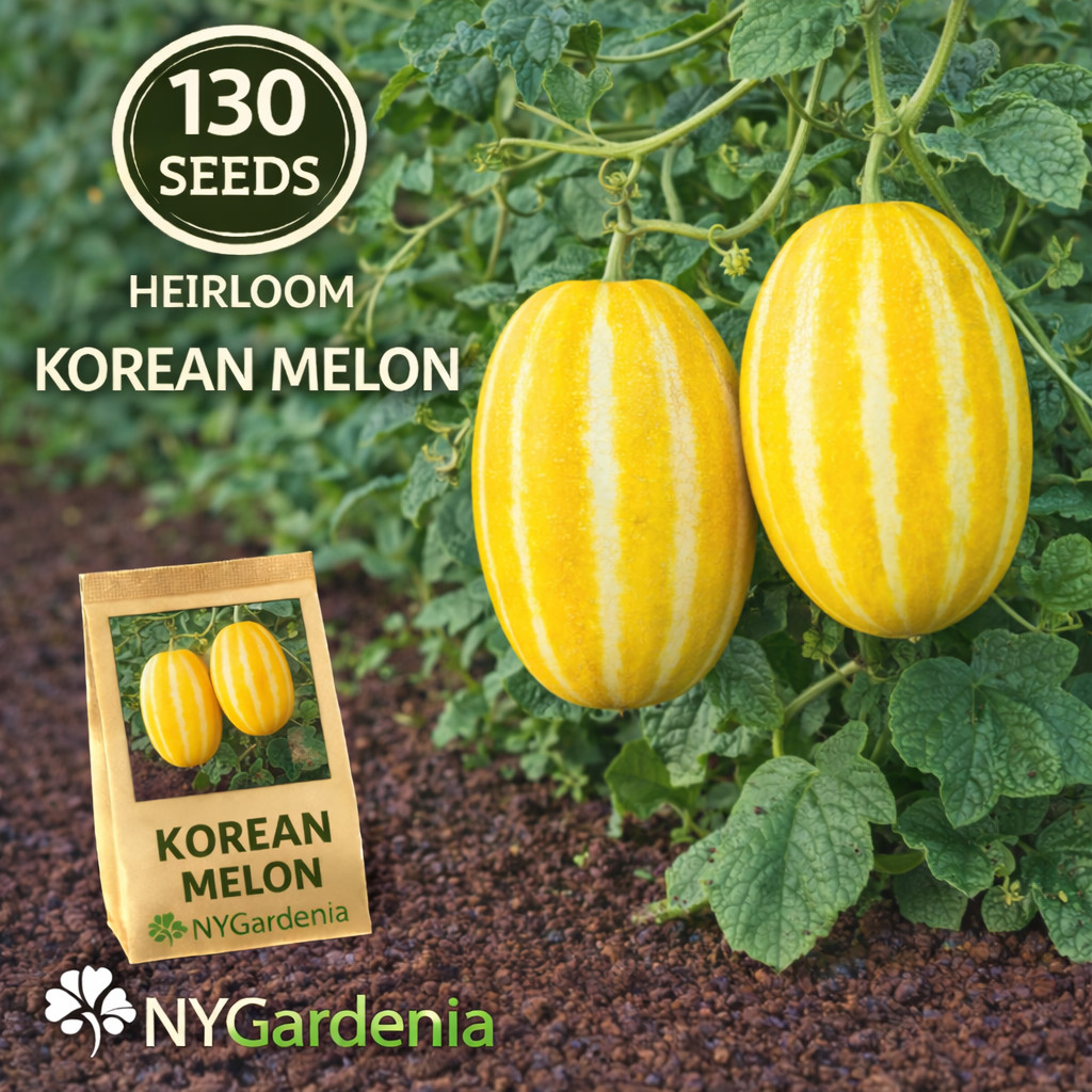 130 Korean Melon Seeds Heirloom Sweet Oriental Fruit Garden Plant