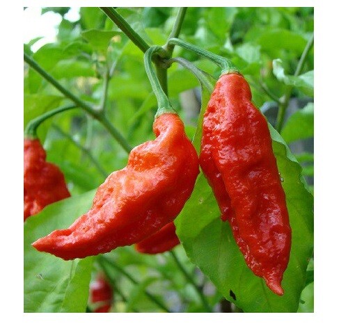 COMBO PACK Ghost pepper Carolina Reaper Trinidad Moruga Scorpion Hot chili seeds