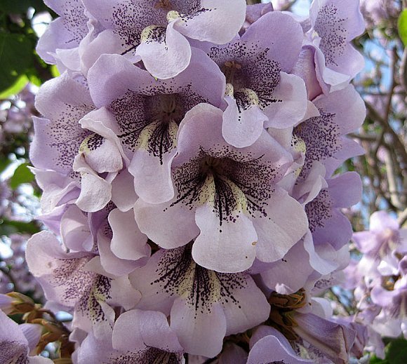 Royal Empress, Paulownia tomentosa, Tree Seeds (Fast, Showy, Fragrant)