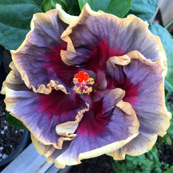20 Cream Purple Pink Hibiscus Seeds Flowers Flower Seed Perennial Bloom 452