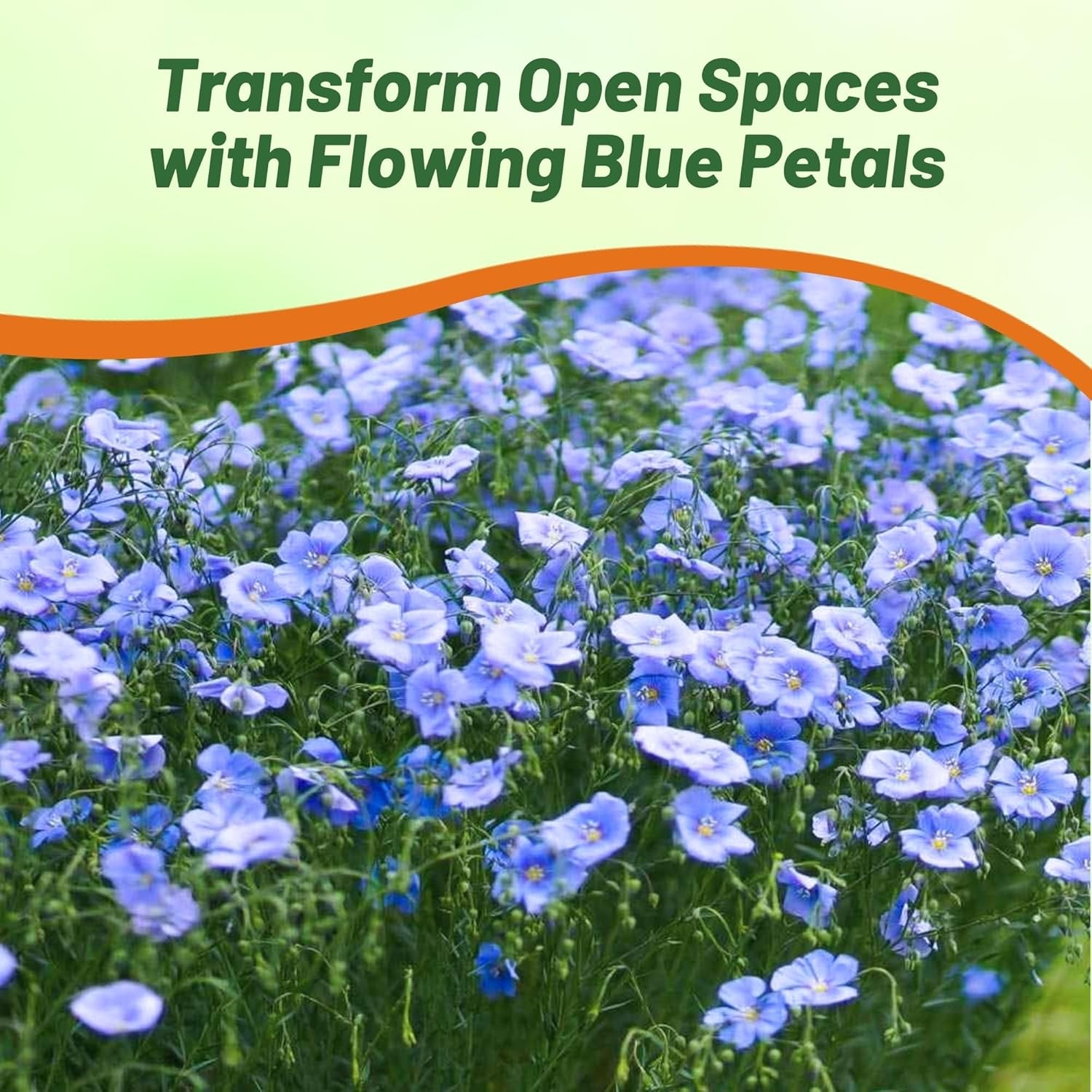 5 LBS Blue Flax Wildflower Seeds For Planting Outdoors | Linum Perenne Seed