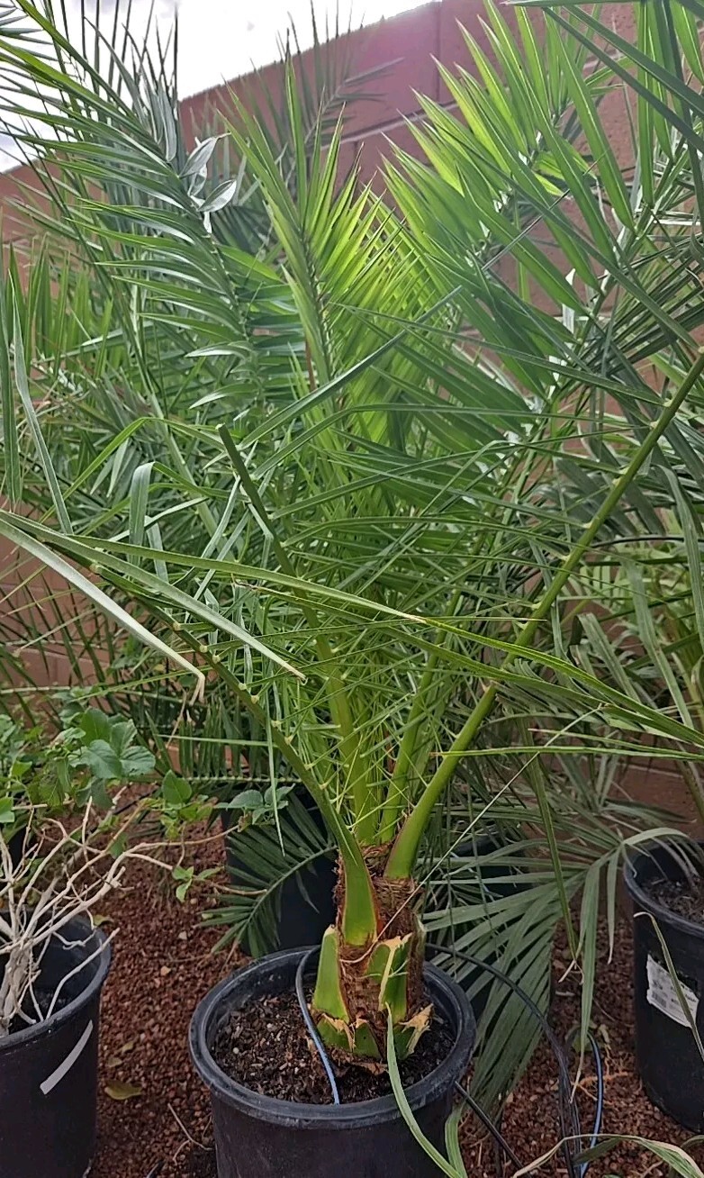 Canary Island, Date Palm, Pineapple Palm Tree, Phoenix Canariensis 8 Years Old