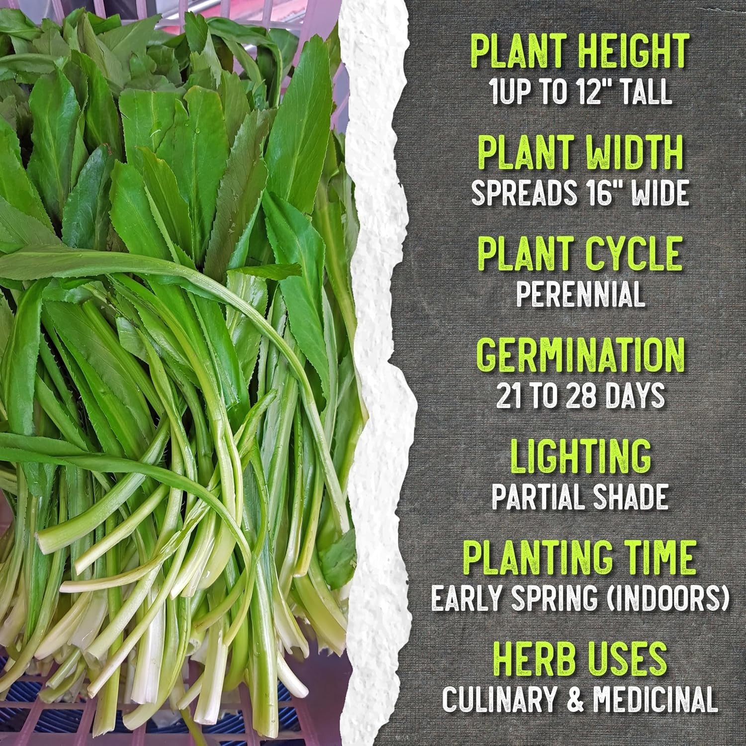 Plant Fresh Culantro Seeds – Non-GMO Heirloom Mexican Coriander for Culinary Use