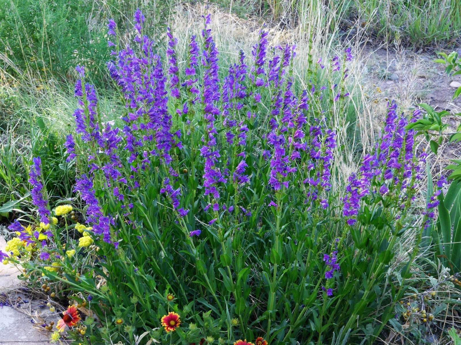 250 NATIVE MIX Beardtongue PENSTEMON Grandiflorus Strictus Cobaea + Flower Seeds