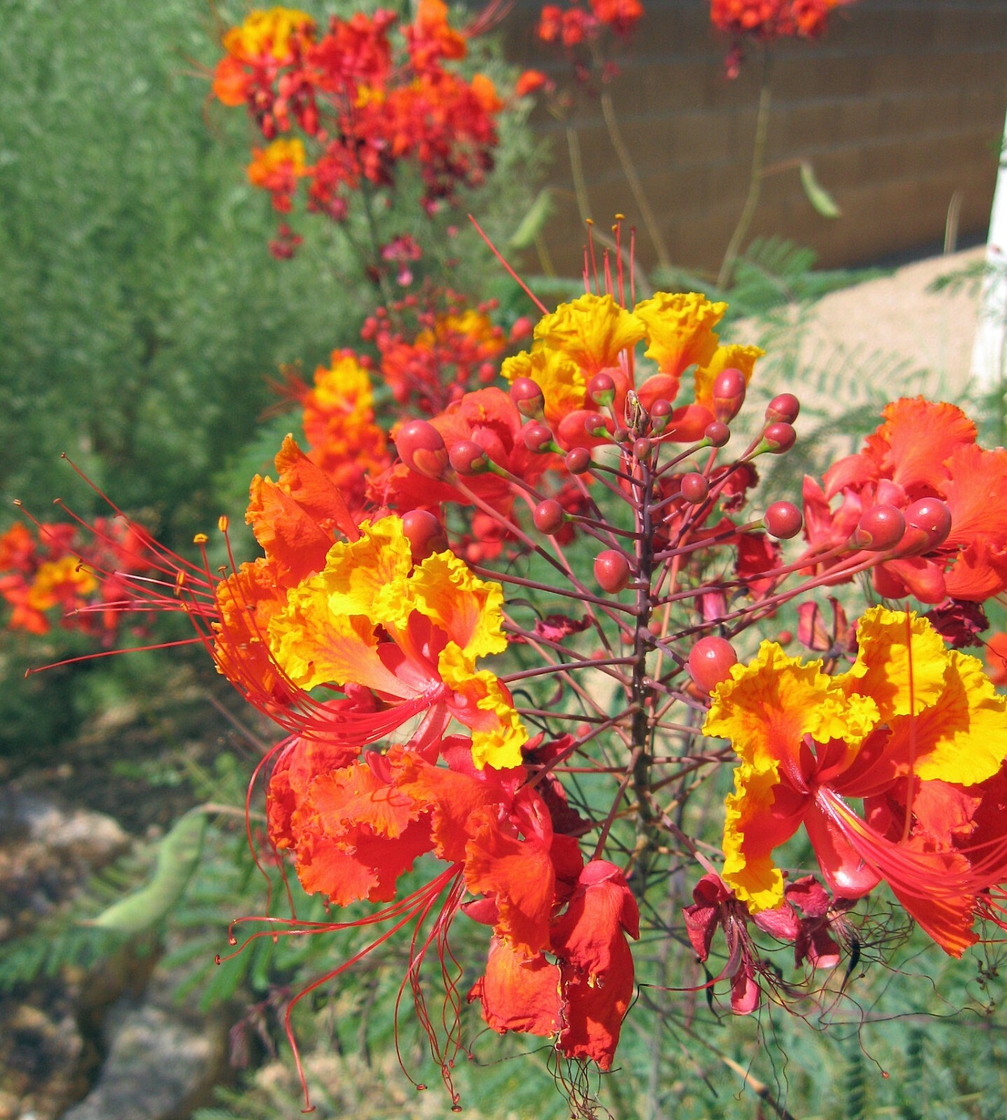 Caesalpinia mexicana| Red Bird of Paradise 10 seeds