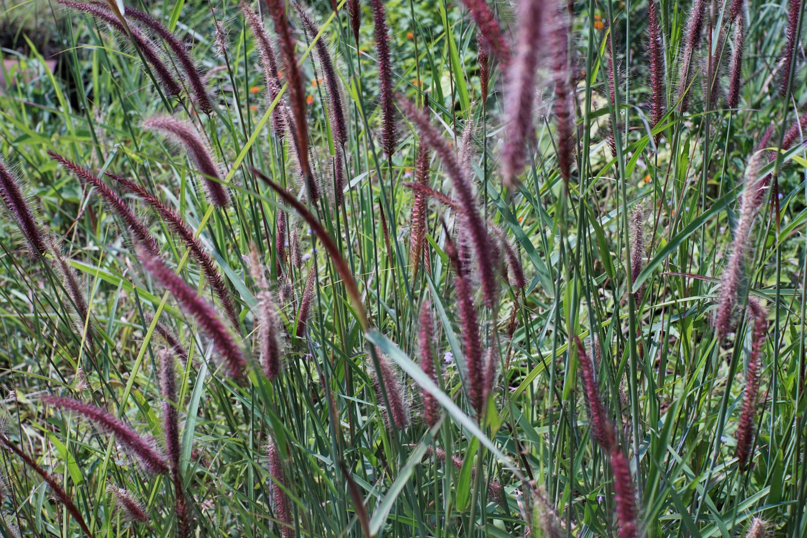 25 PURPLE FOUNTAIN GRASS Ornamental Pennisetum Setaceum Dark Burgundy Flower See