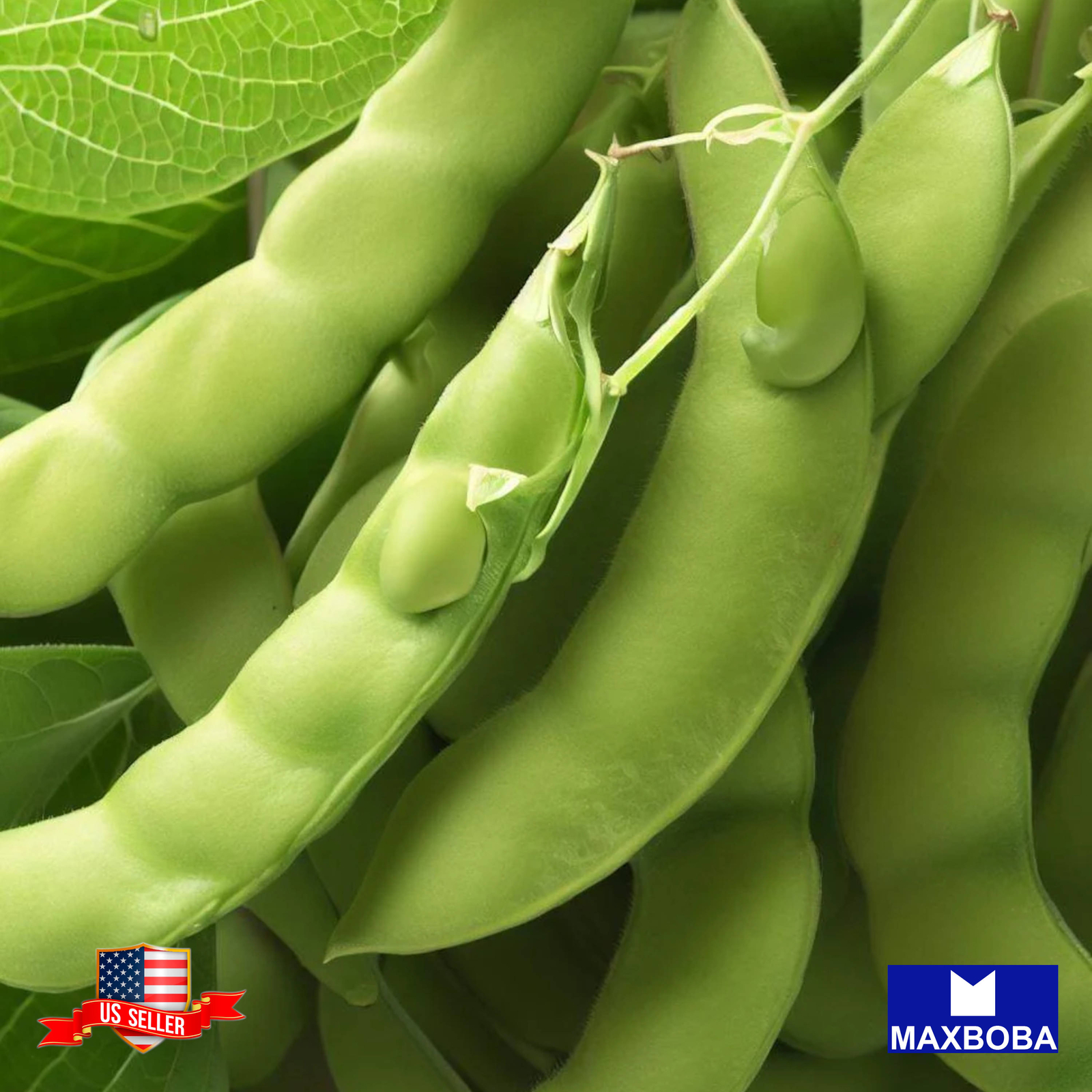 Bean Seeds Edamame BeSweet Non-GMO Heirloom