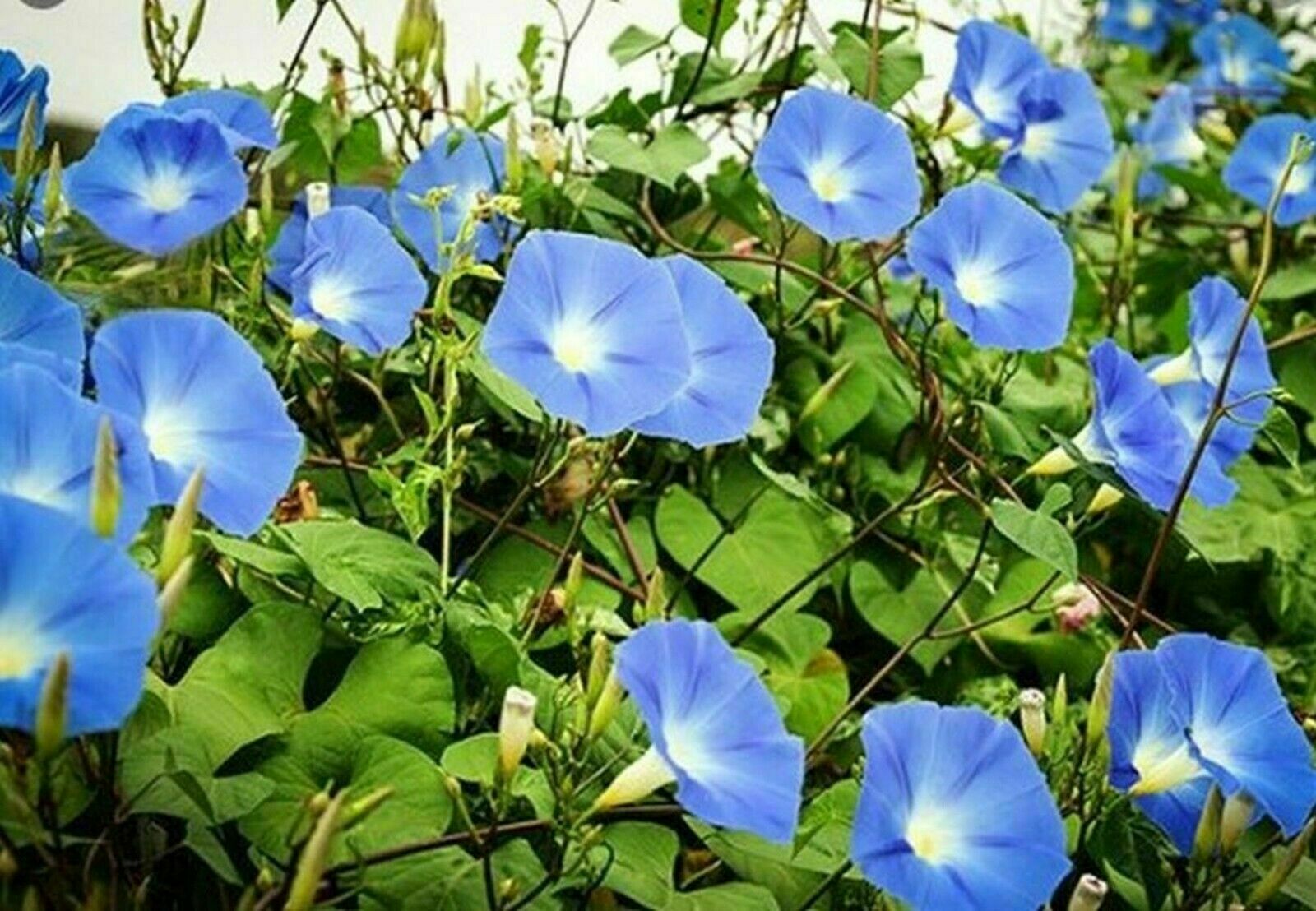 Heavenly Blue Morning Glory 160-SEEDS PICKED FRESH & REFRIGERATED 2023~UNTREATED