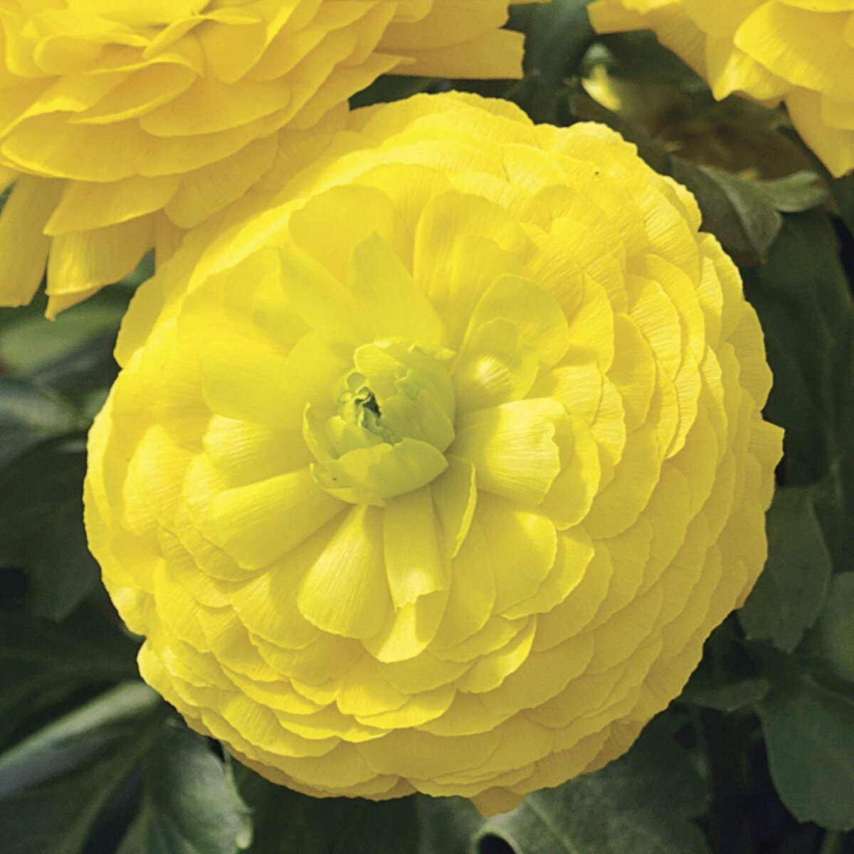 Ranunculus Seeds Mache Yellow 25 Pelleted Seeds
