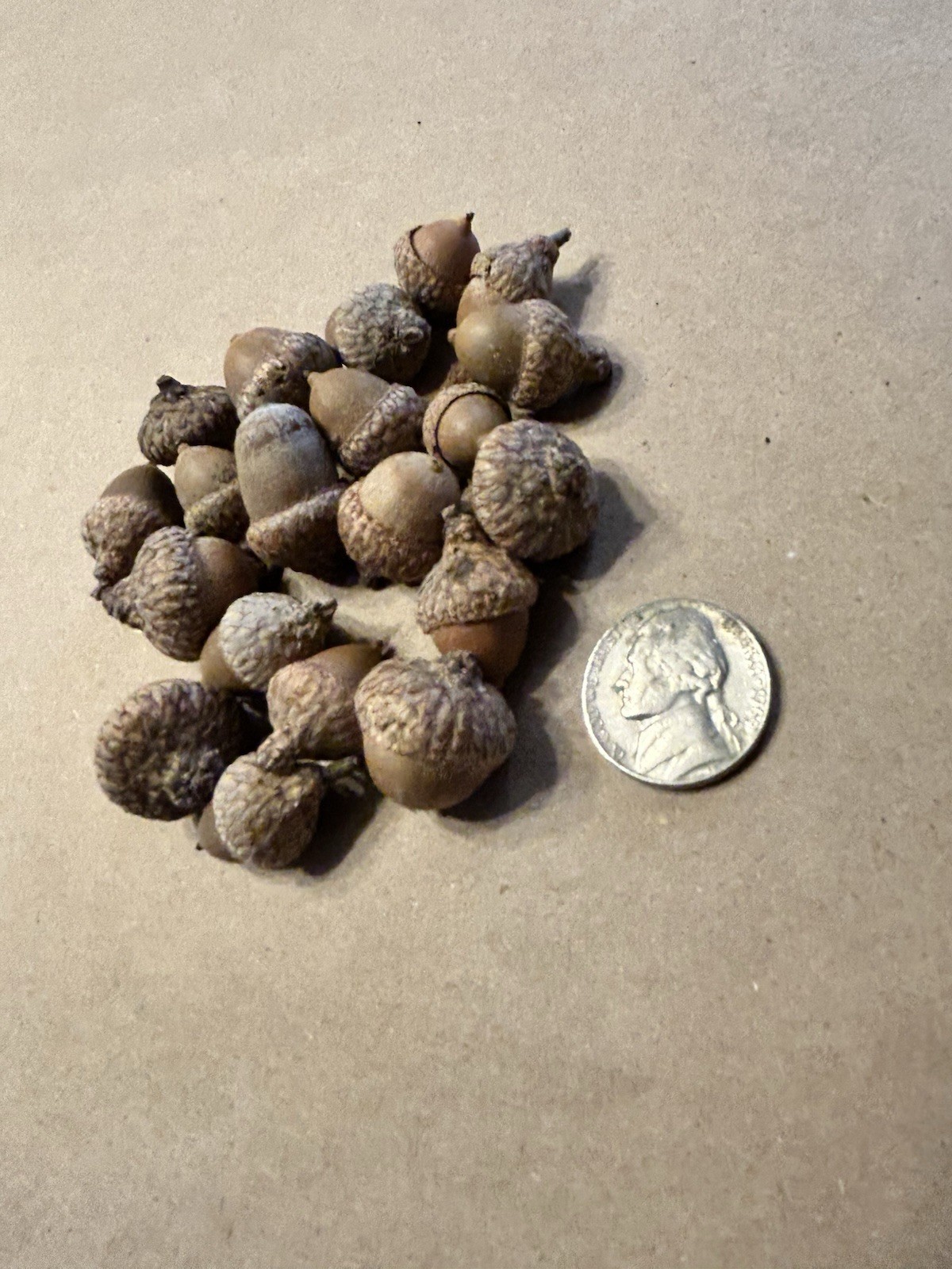 20 Michigan Northern Red Oak Tree Acorns With Tops Fall Decoration Decor Seeds S
