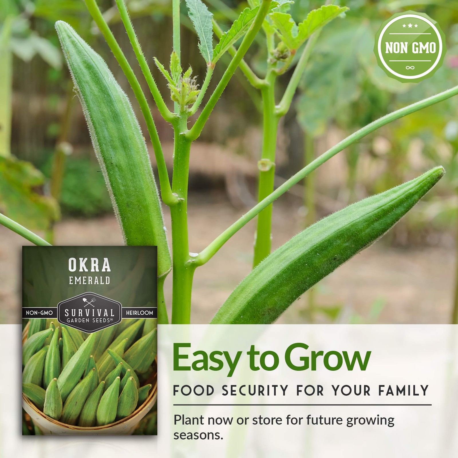 Emerald Okra Seeds for Planting Heirloom Southern Variety with Long Tender P…