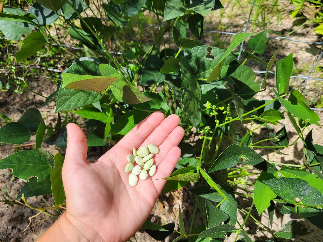 Lima Beans | 5 Seeds | Florida Grown | Organic | Southern Vegetable | Hardy