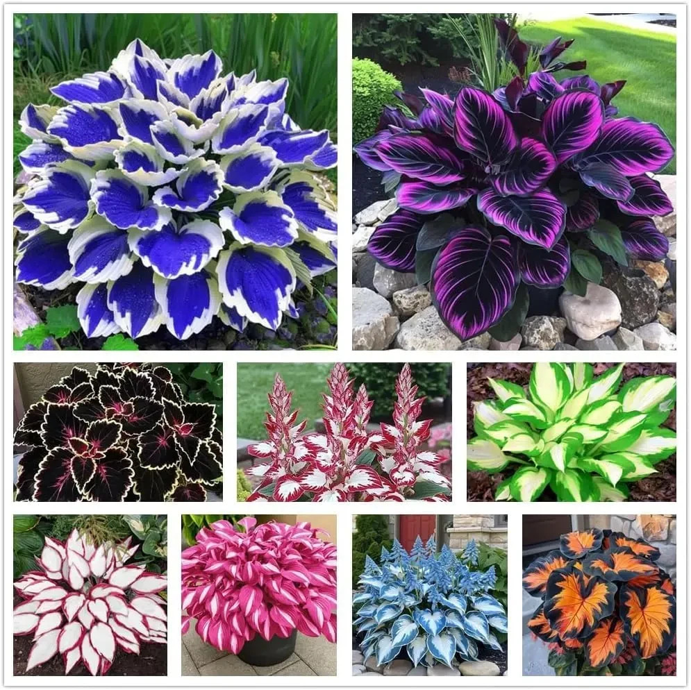 🌿 150 HOSTA SEEDS ~ PERENNIAL SHADE PLANT • not gmo