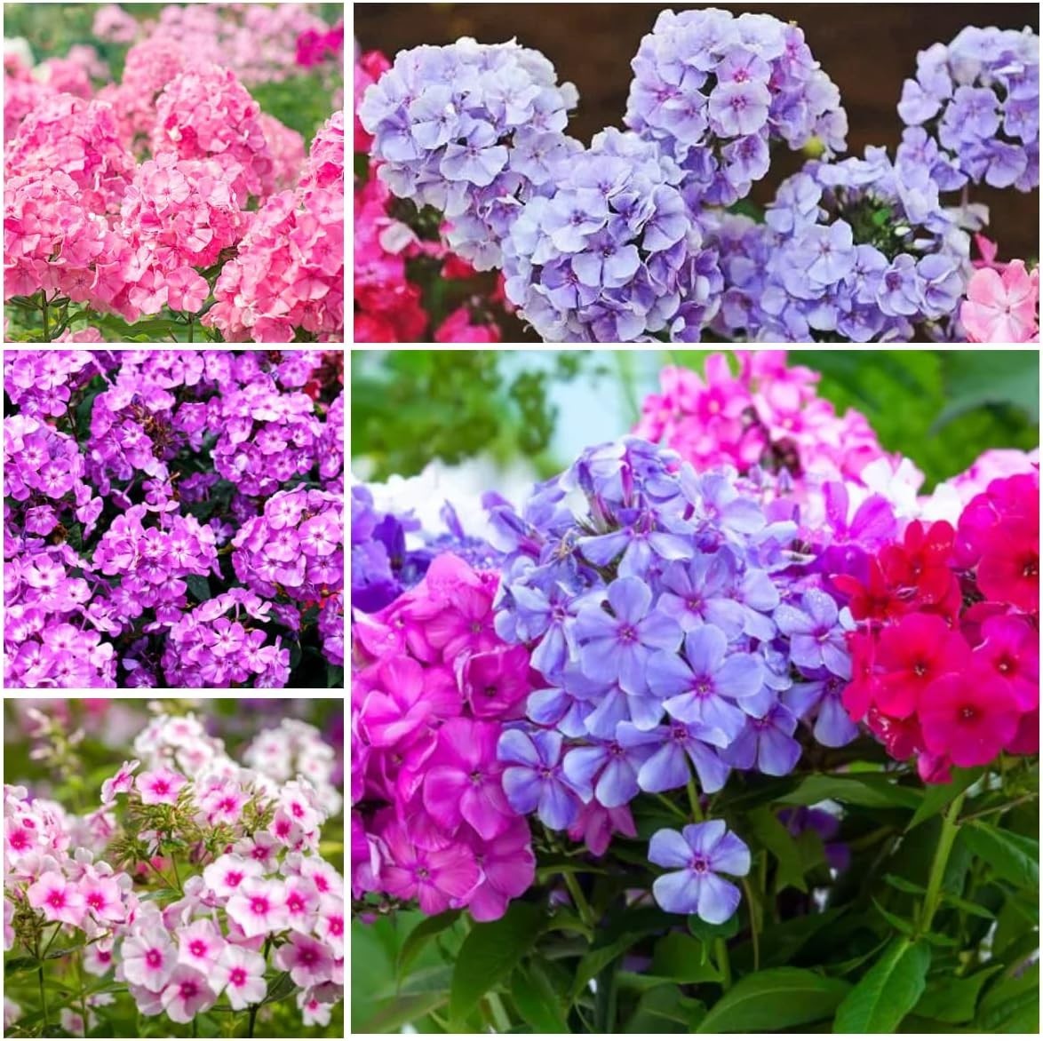 Mixed Annual Phlox Seeds – Beautiful Mixed Flowers 1100+ pcs