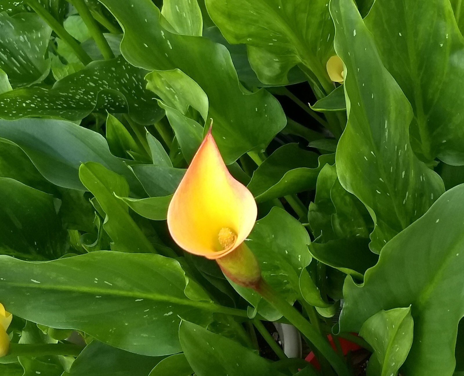 1 Calla Lily (Zantedeschia) Bulb — Yellow Color with Light Red on the Edge