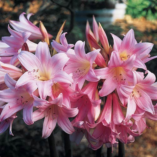 2 X large Bulb of Belladonna Naked Lilly with large pink Flowers