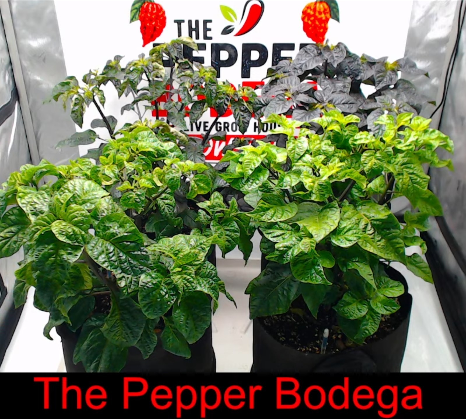 🌶️ Pockmark Orange Pepper Seeds (10) | OPEN POLLINATED | Superhot