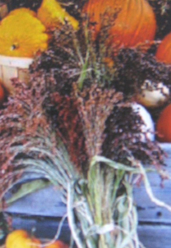 BROOM CORN * MULTI-COLORED * FUN * ARTS & CRAFTS * DEER & BIRD FOOD *