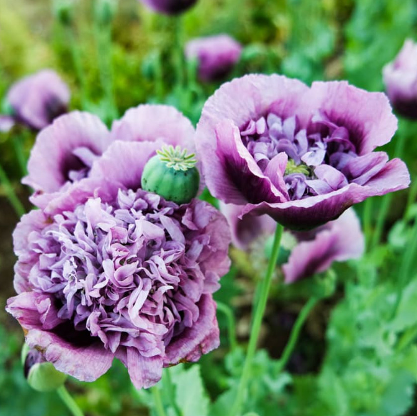 Poppy PURPLE FRILLY Breadseed Large Pods Reseeds Pollinators Organic 500 Seeds!