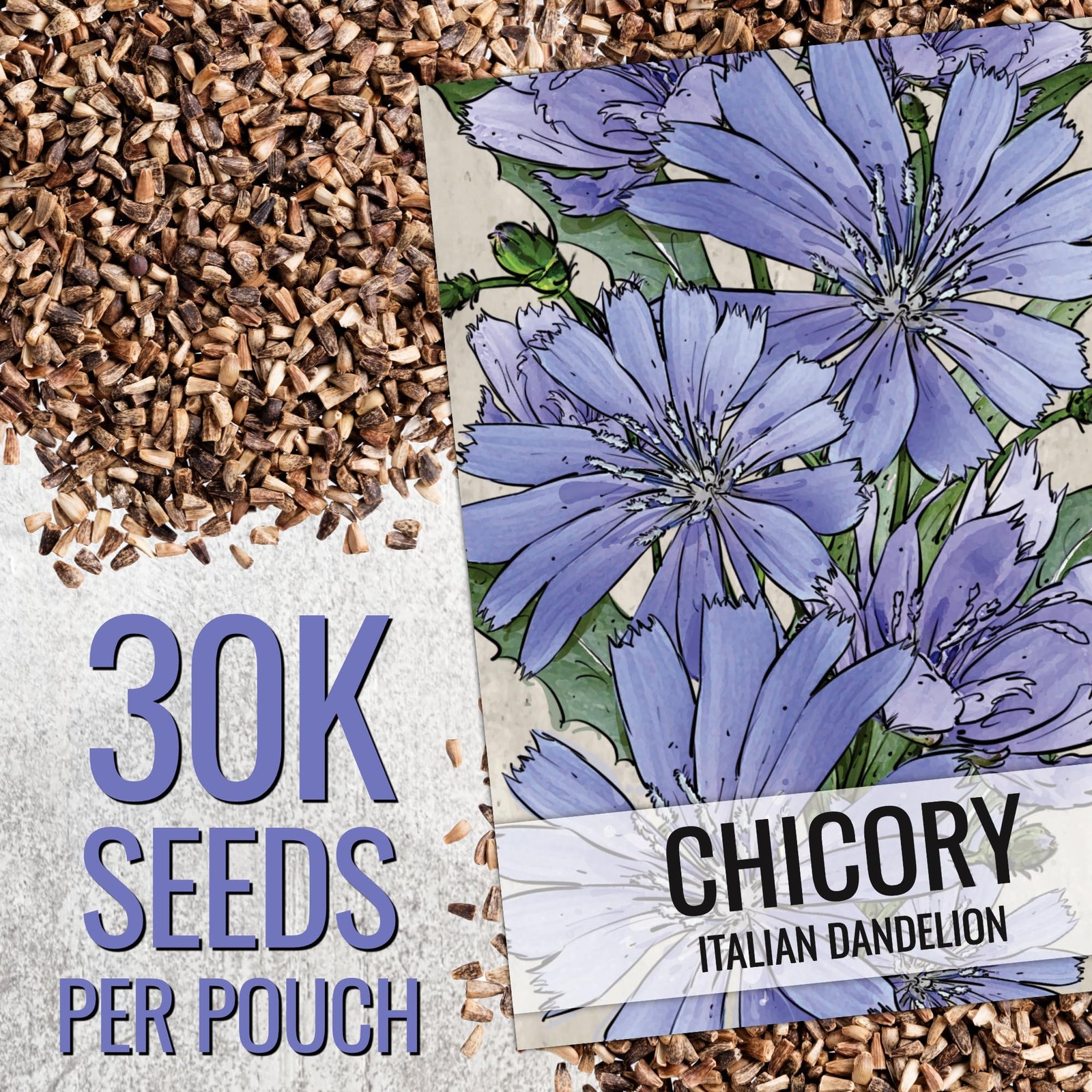 Chicory Seeds for Planting | 30,000 Bulk Heirloom Seeds for Butterfly Gardens