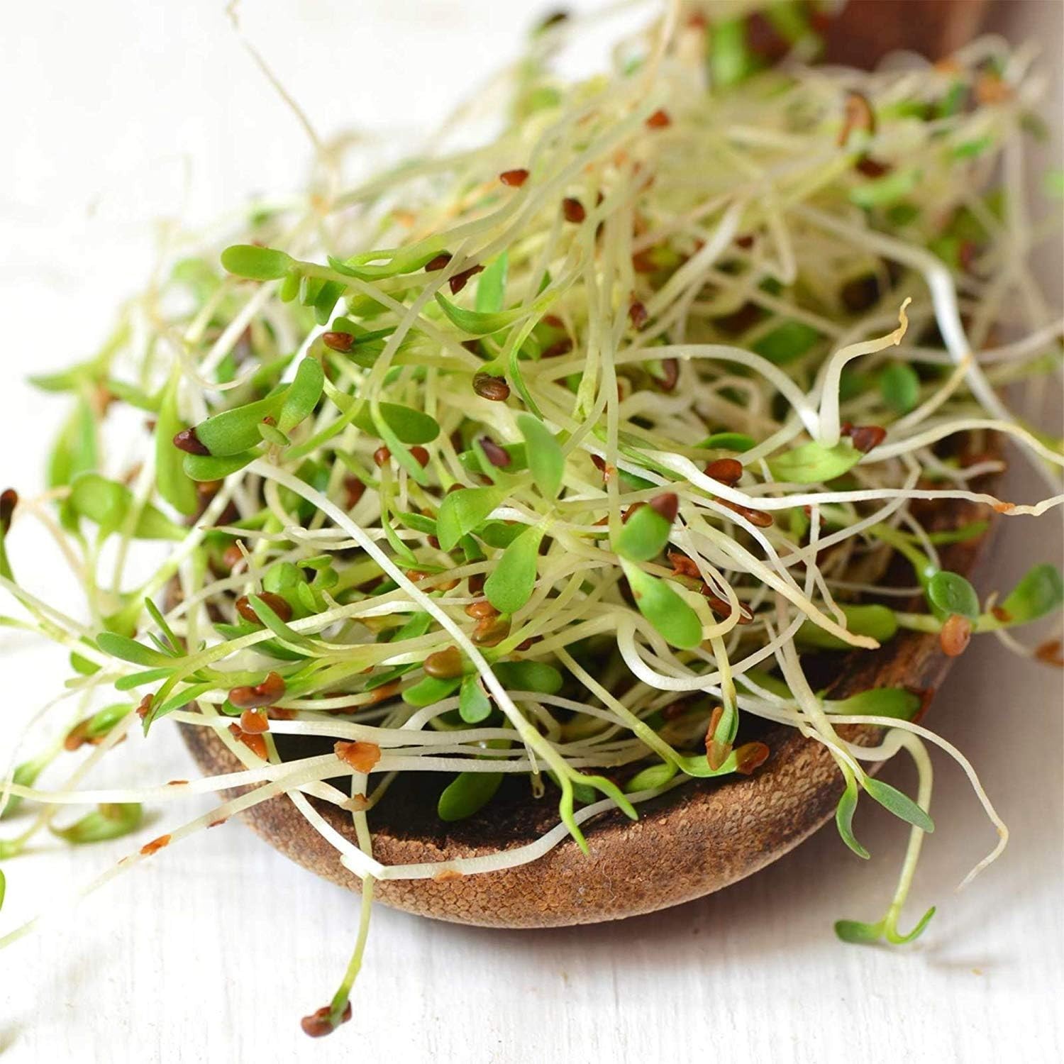 Certified Organic Alfalfa Seed – High Germination