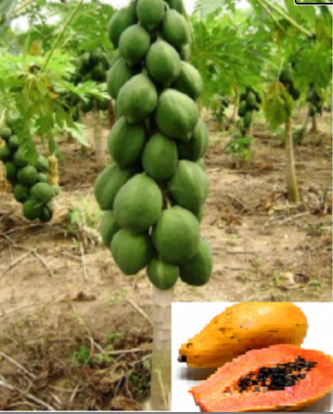 RARE DWARF SOLO PAPAYA Fruit plant Tree 15 +SEEDS-Combined Shipping (USA seller)
