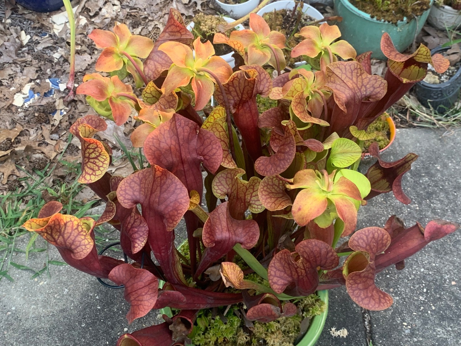 Sarracenia Pitcher Plant Seeds-100+ Maxsea Plant Food