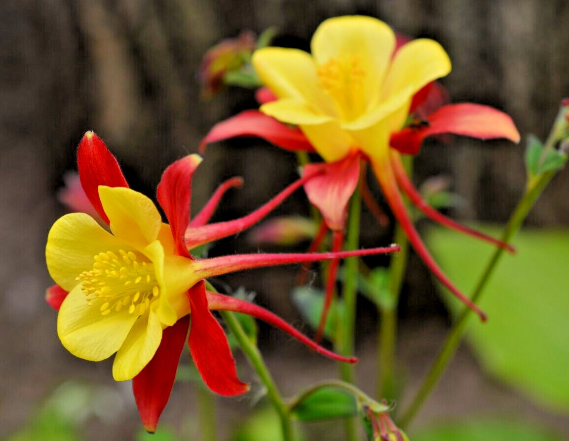 COLUMBINE MIX, 200+ SEEDS, ALL KINDS AND COLORS, AQUILEGIA, NICE SHADE FLOWERS