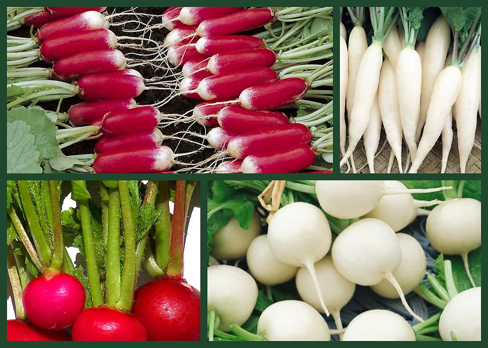 Radish Seeds, Ravishing Radishes 4 Pk Special, Heirloom Non-Gmo Radish Seeds