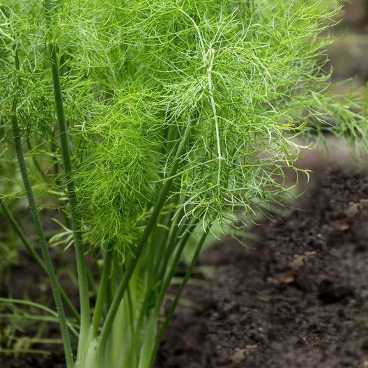 Fennel Seeds Herb Perennial Swallowtail Butterfly Host Plant Non-GMO 200 Seeds