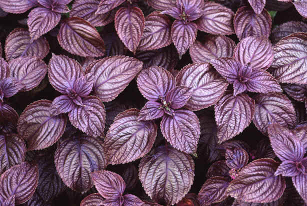 Perilla Frutescens 50 Seeds, Edible Shiso Beefsteak Herb, Vegetable Garden