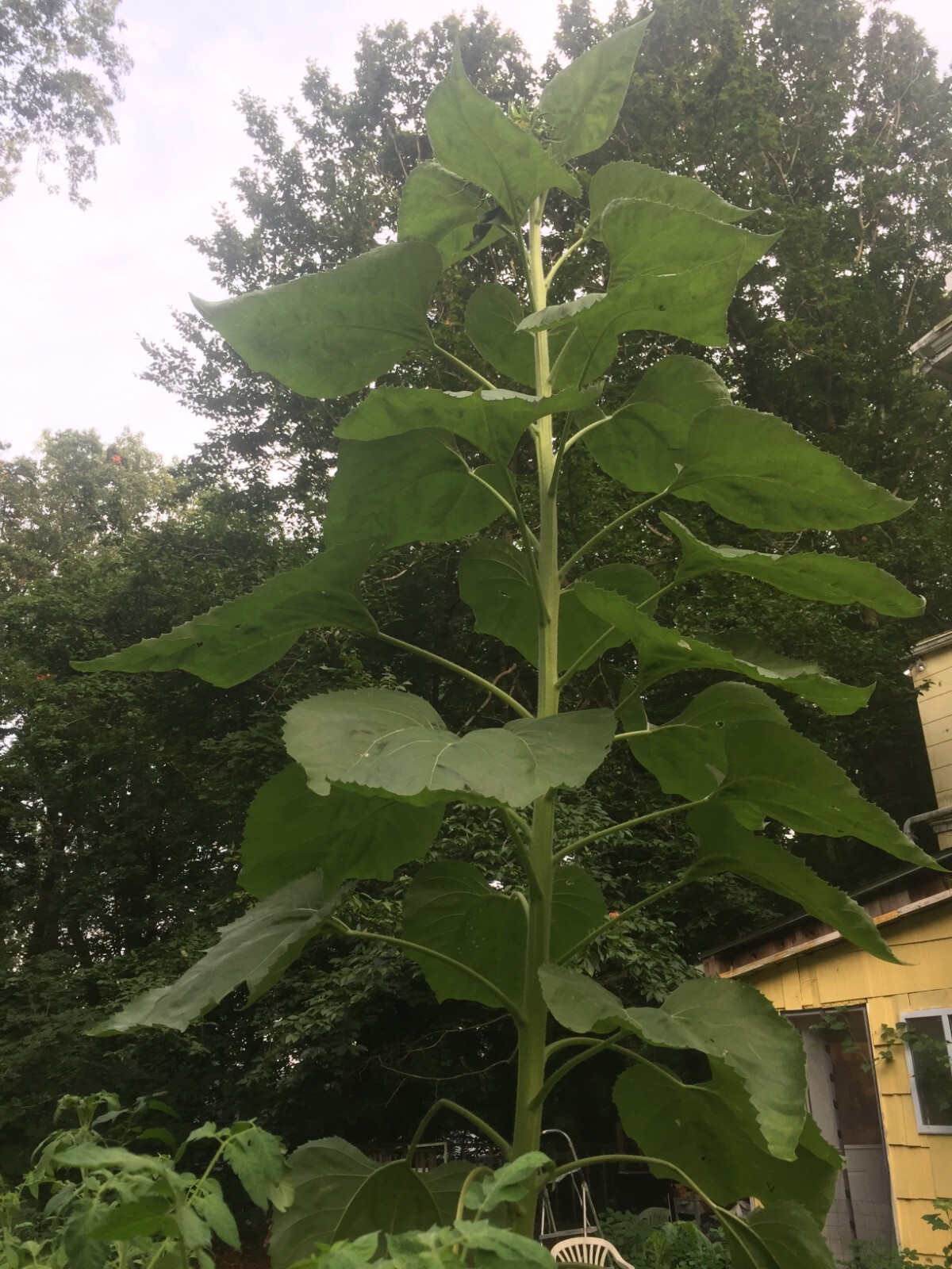 Mongolian Giant Sunflower Seeds 20 Seeds NON-GMO ,all natural.