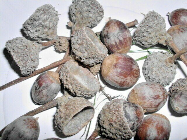 12 SWAMP WHITE OAK ACORNS – Quercus bicolor