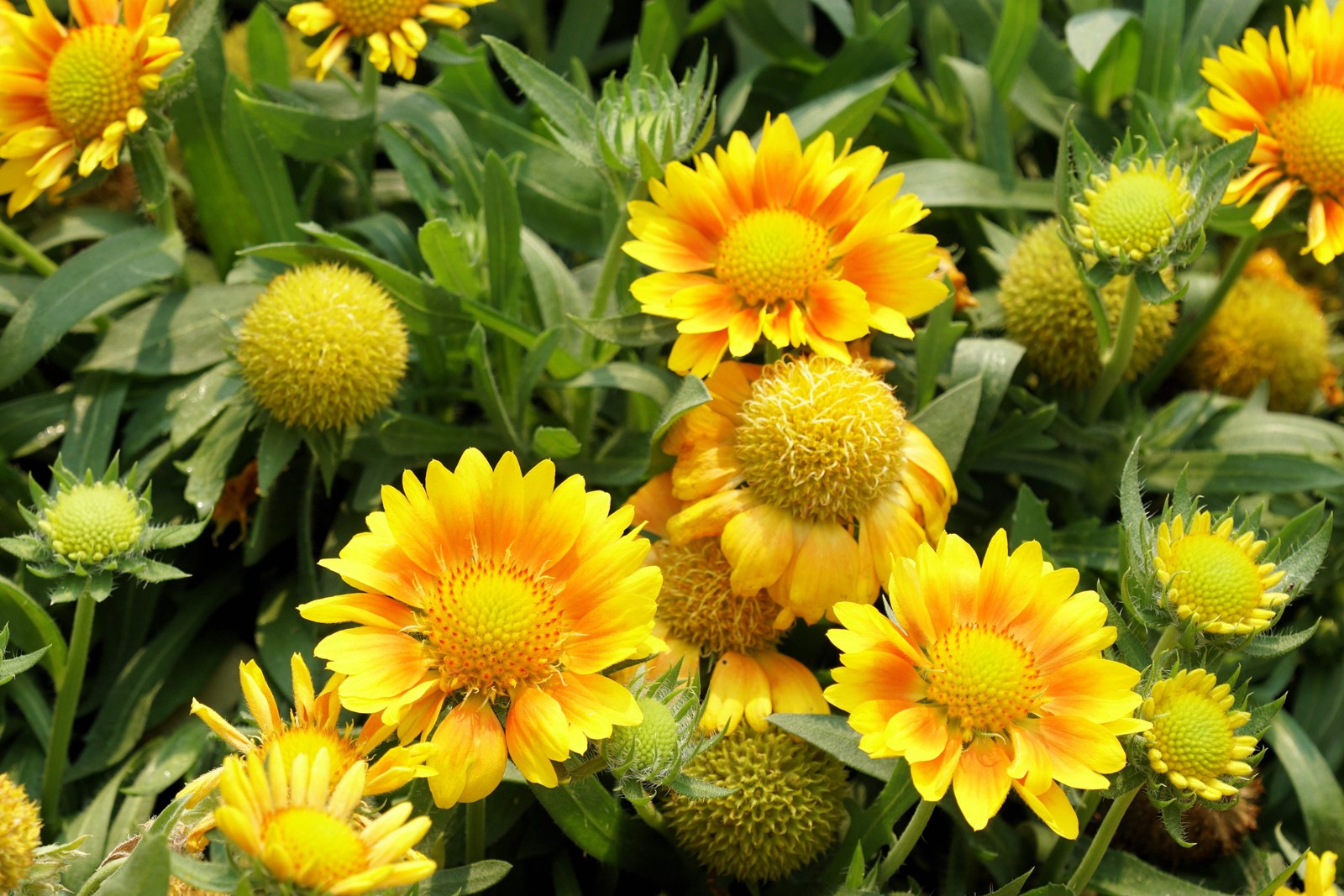 100 YELLOW GAILLARDIA Aristata (Blanket Flower / Indian Blanket) Flower Seeds