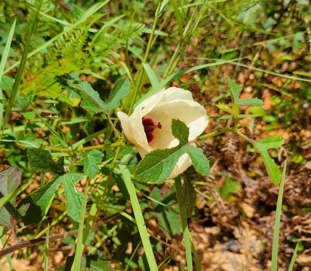 Pineland Hibiscus | 25 Seeds | Hibiscus Aculeatus | Comfortroot | Florida Native
