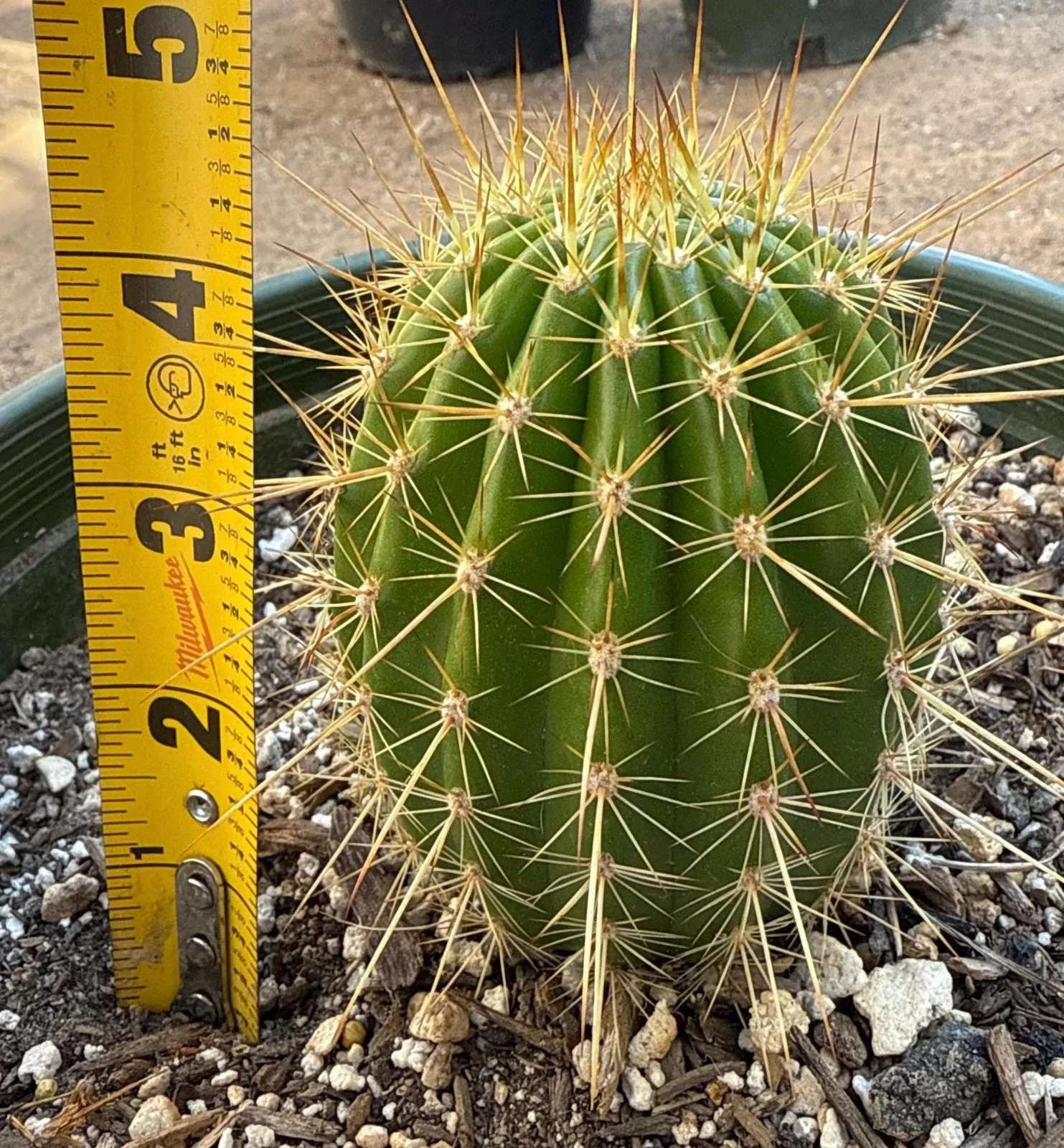 5-6INCH,FIRST LIGHT,Hybrid, T. Cereus,Plant,Blooming,Cactus,Succulent,Landscape