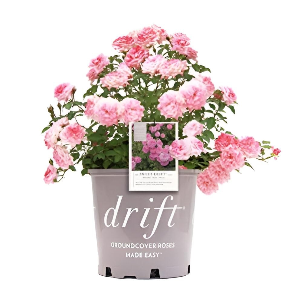 Drift Roses – Rosa Sweet Drift – Double Pink Flowers in #2 Gallon Container