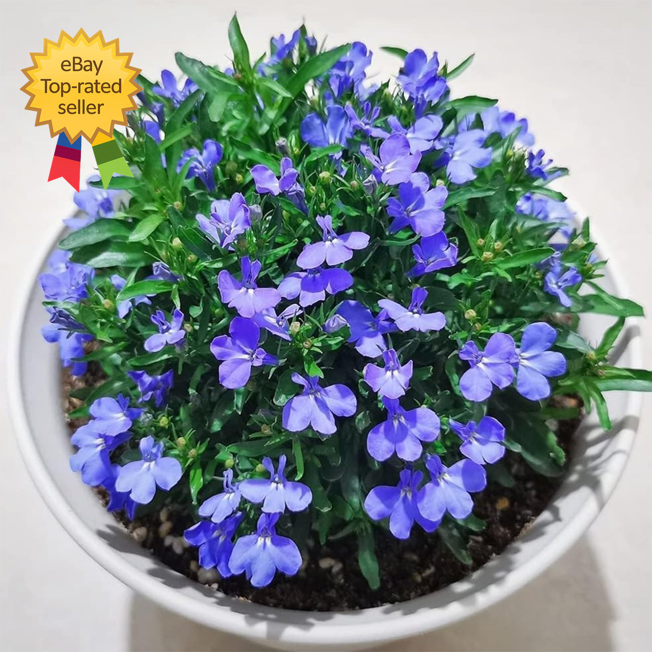 20000+ Magic Blue Creeping Thyme Seeds for Planting Ground Cover Plants Brown