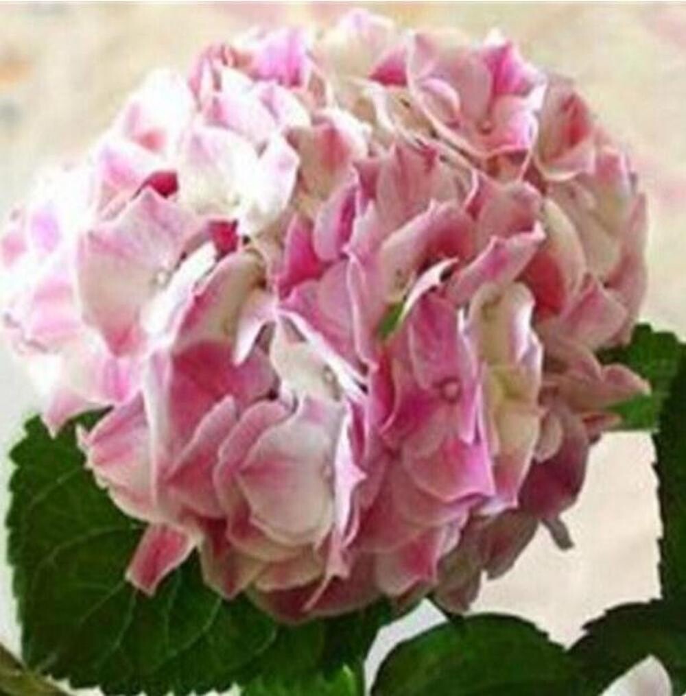 20 SEEDS for King Pink HYDRANGEA RARE flower exotic bush plant USA Seller 13B
